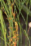 Harper's dodder